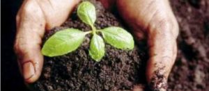 Planta con tierra sostenida entre las manos