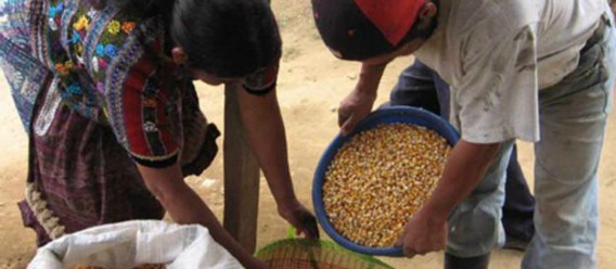 Mujer del campo mexicano adquiriendo granos de maíz