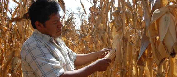 Cambio climático en América Latina pega a abasto mundial de alimentos
