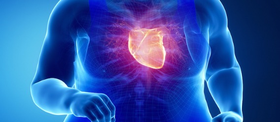 Ilustración que destaca el corazón en la silueta de una persona con sobrepeso