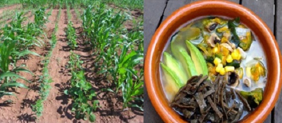 Imágenes de milpas en el campo y plato de sopa con productos asociados a la milpa o dieta de la milpa