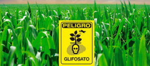 Sembradío de maíz con un cartel de advertencia que dice peligro Glifosato