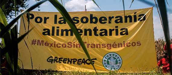 Manta de Greenpeace y la Campaña Sin Maíz No Hay Paísen el campo con la leyenda Por la soberanía alimentaria #MéxicoSinTrangénicos