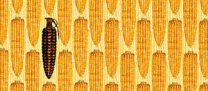 Ilustración maíz contaminado transgénico: mazorcas de maíz con una en forma de granada
