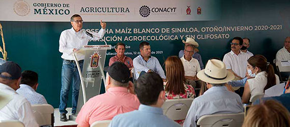 Presentación de la cosecha maíz blanco en Sinaloa con transición agroecológica y sin glifosato