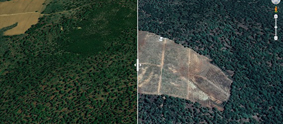 Imagen comparativa de cómo se pierden bosques por la agroindustria