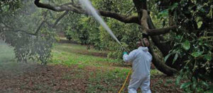 Uso de pesticidas en cultivo de aguacate en Michoacán