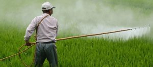 persona aplicando pesticida