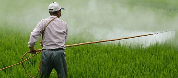 persona aplicando pesticida